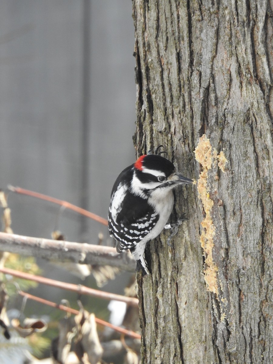 Downy Woodpecker - ML209380731