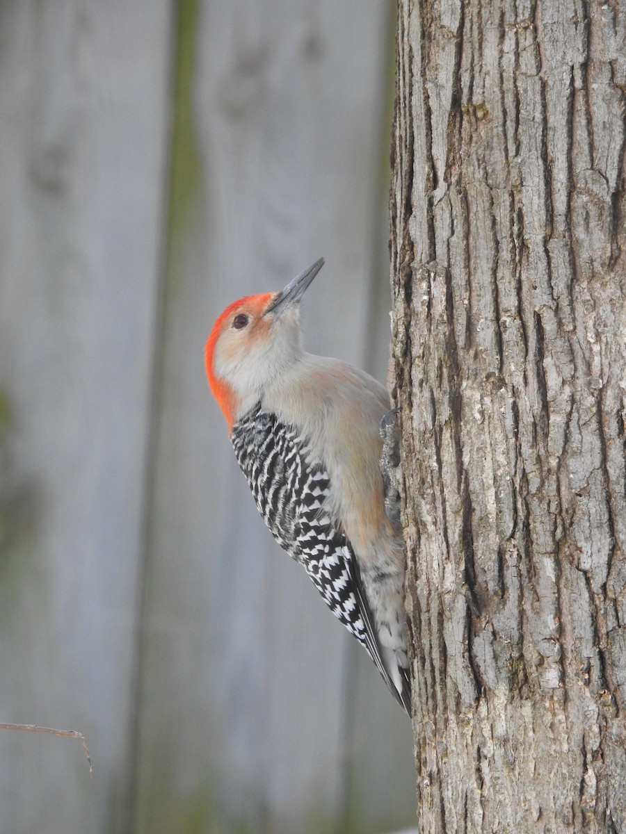 Red-bellied Woodpecker - Adam Zorn