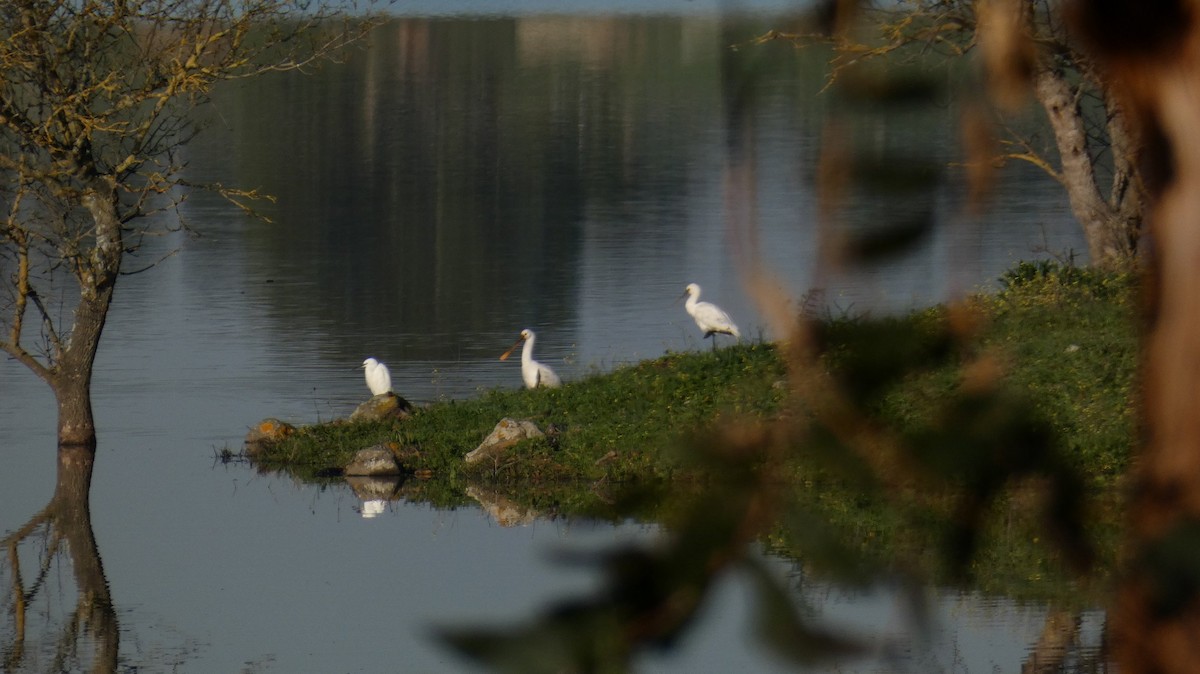 Eurasian Spoonbill - ML209382651