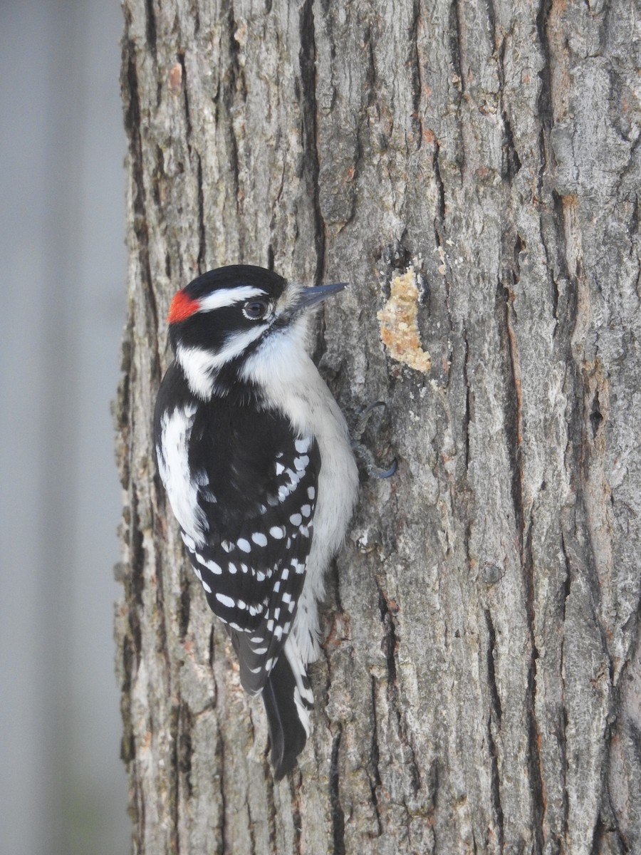Downy Woodpecker - ML209382691