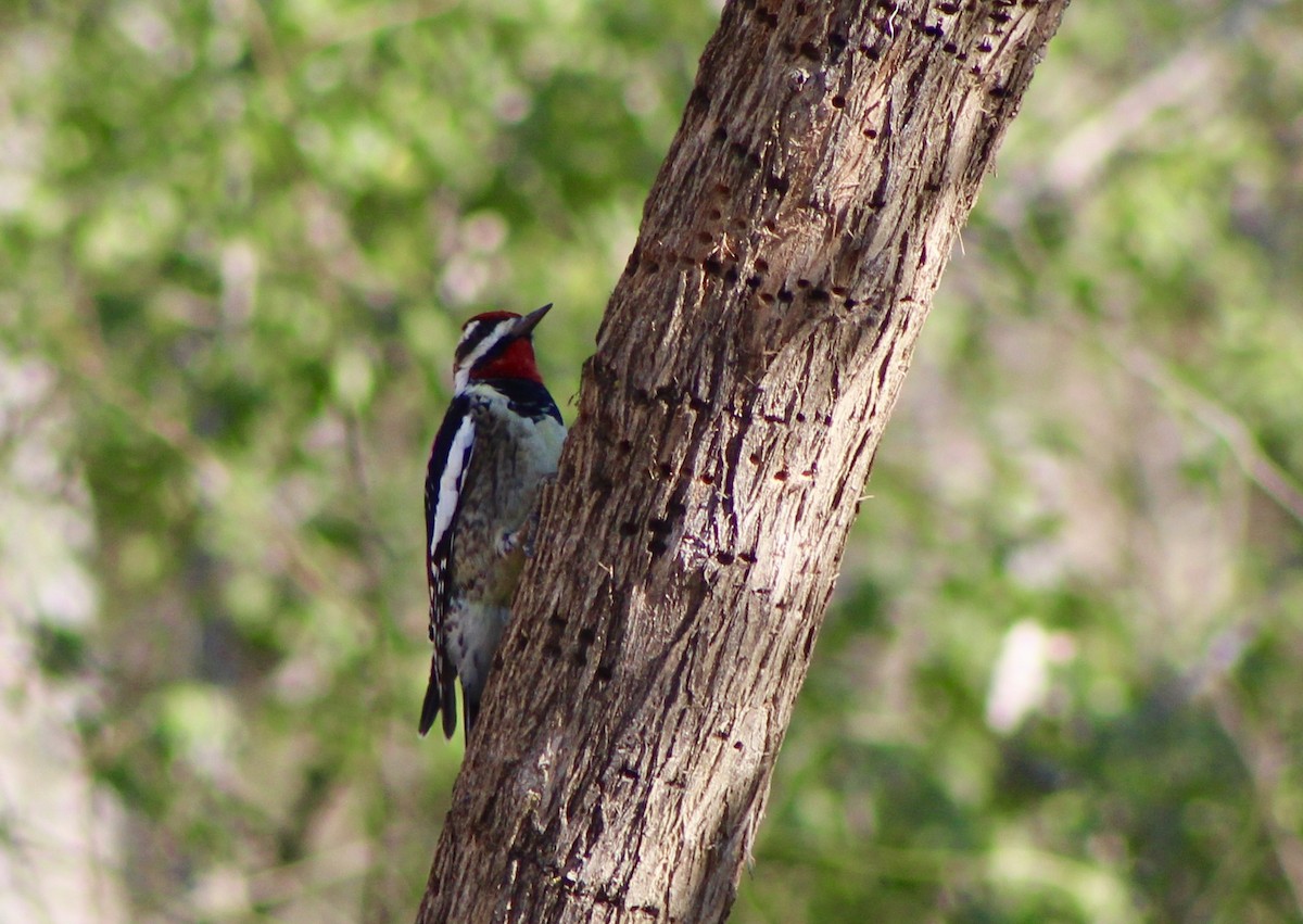 Yellow-bellied Sapsucker - Mariana Outlaw