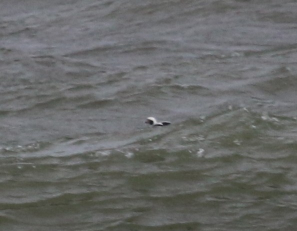 Long-tailed Duck - ML209388381