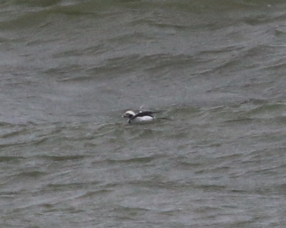 Long-tailed Duck - ML209388391
