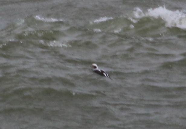 Long-tailed Duck - ML209388401