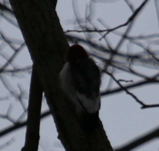 Red-headed Woodpecker - ML209388601