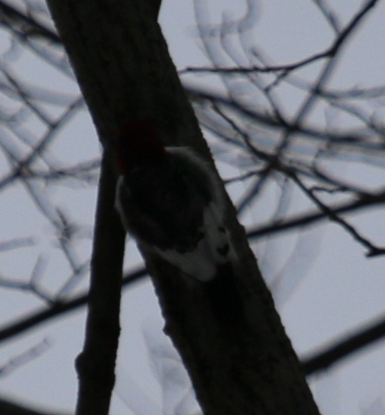 Red-headed Woodpecker - ML209388611