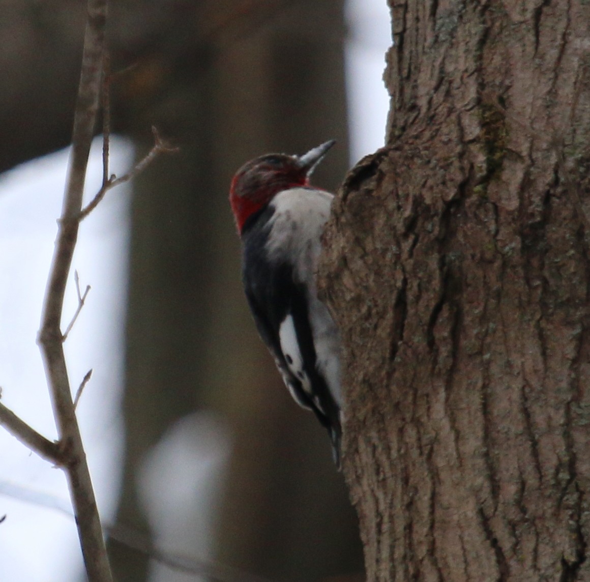 Red-headed Woodpecker - ML209388631