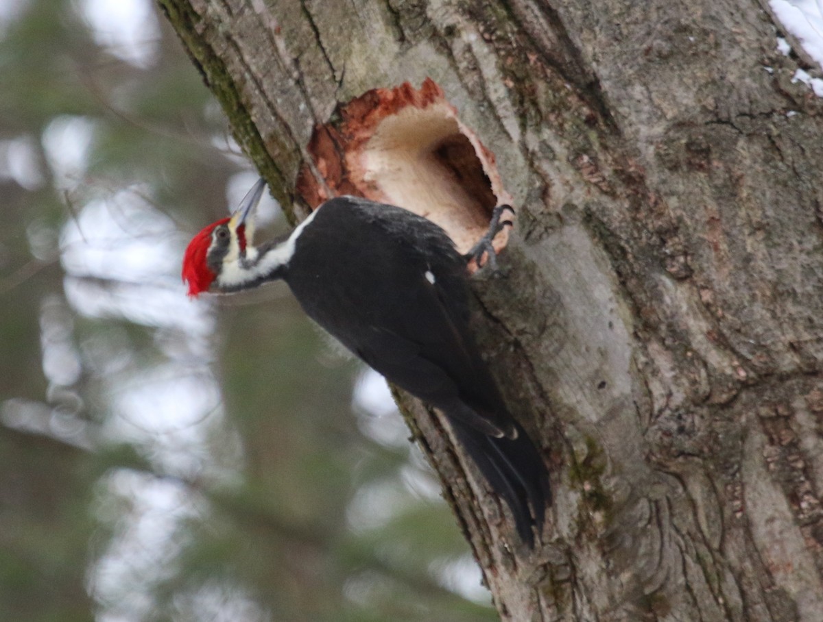 Pileated Woodpecker - ML209388761