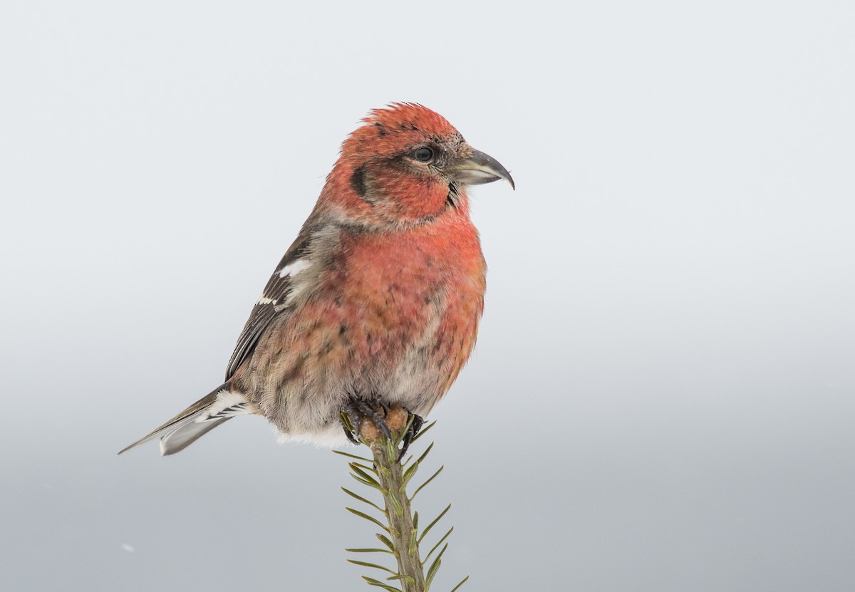 White-winged Crossbill - ML209393321