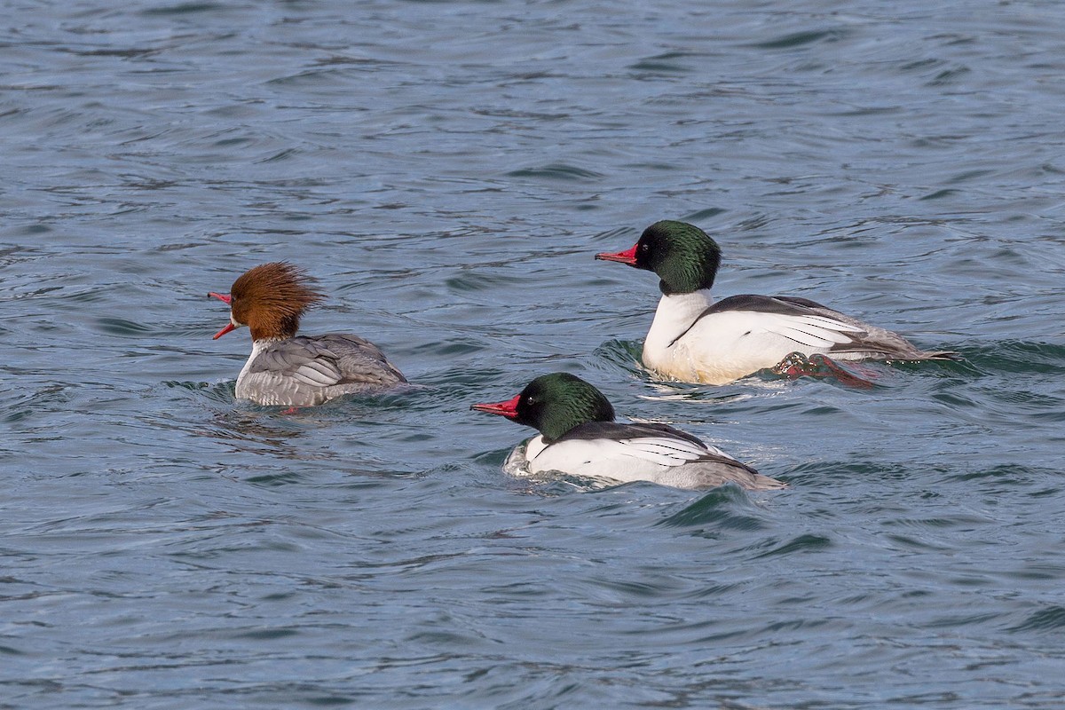 Common Merganser - Brian Bailey