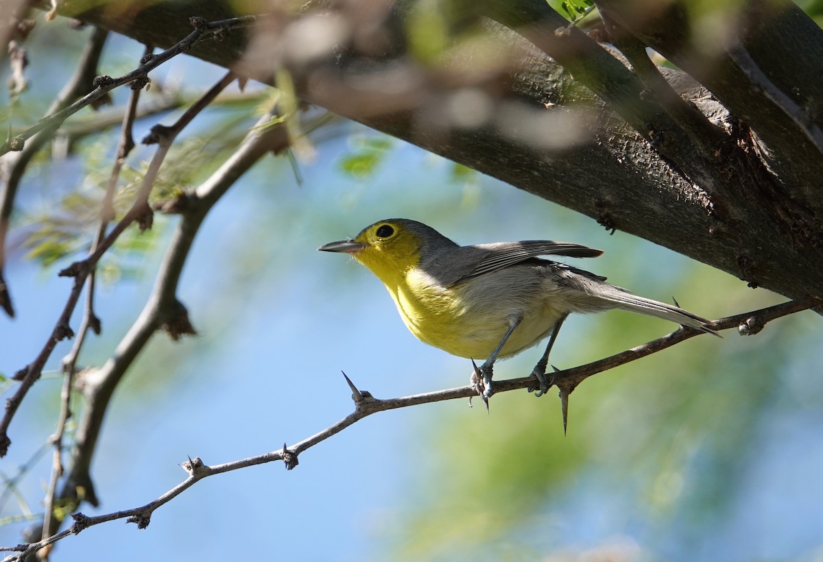 Oriente Warbler - ML209395001