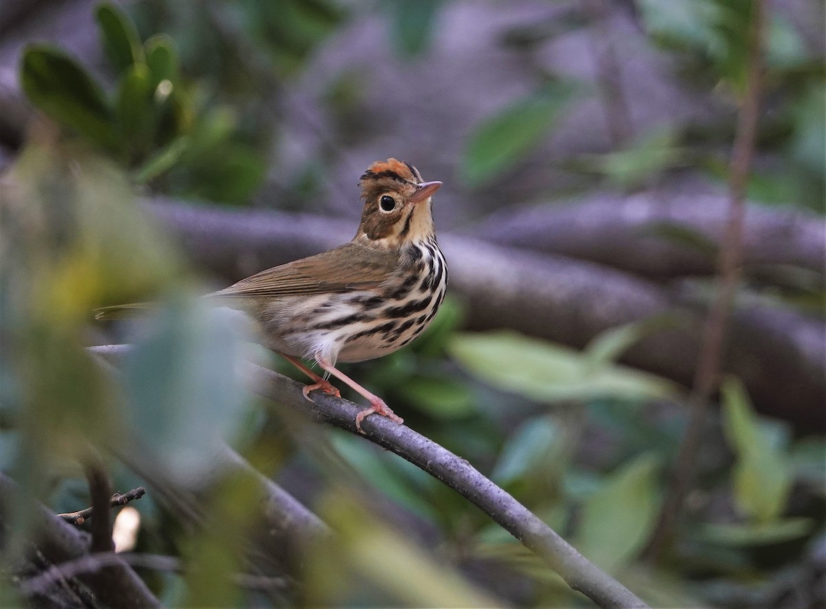 Ovenbird - ML209395191