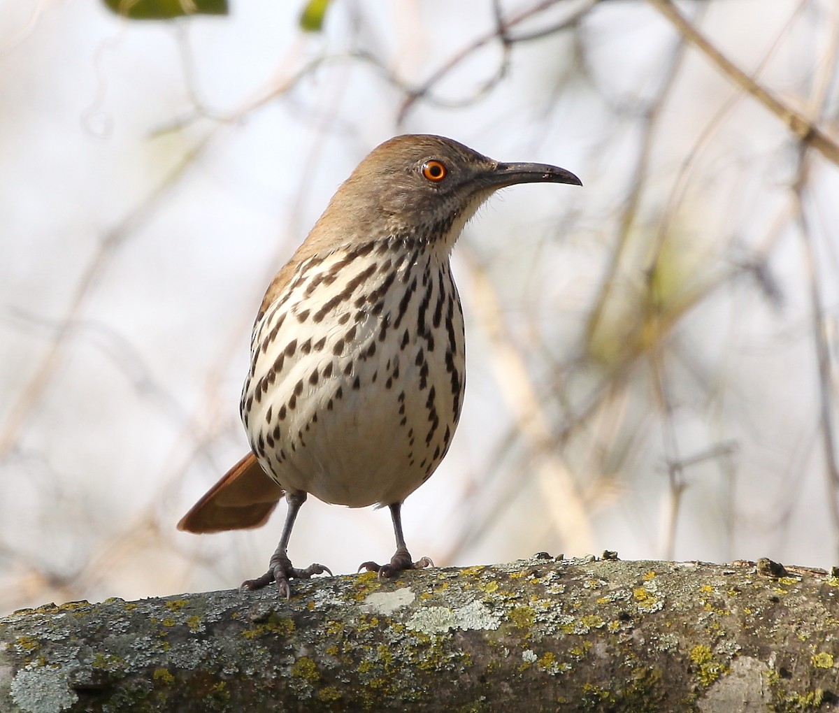 Long-billed Thrasher - Jason Leifester