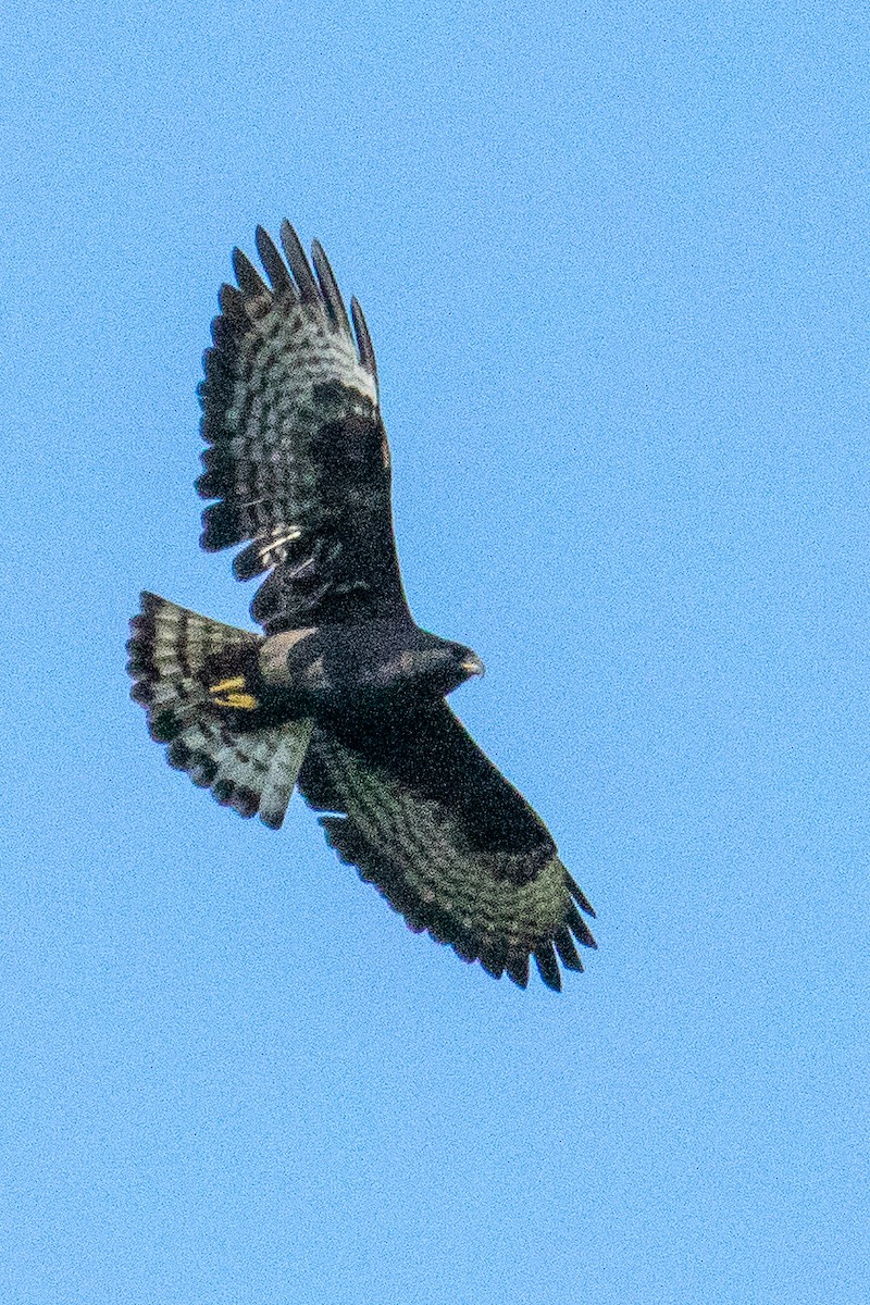 Short-tailed Hawk - Terry Wells