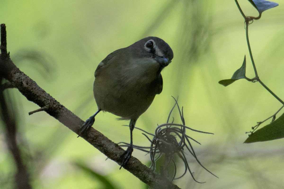 Blue-headed Vireo - Terry Wells