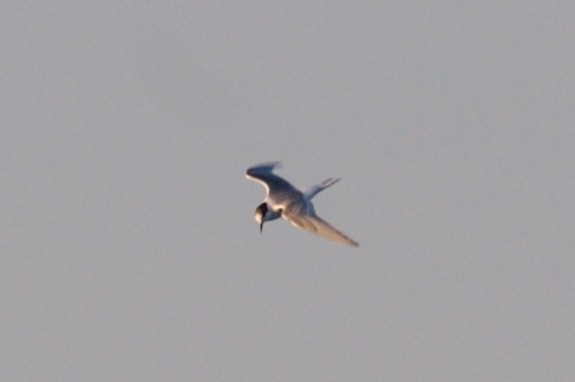 Arctic Tern - ML20940461