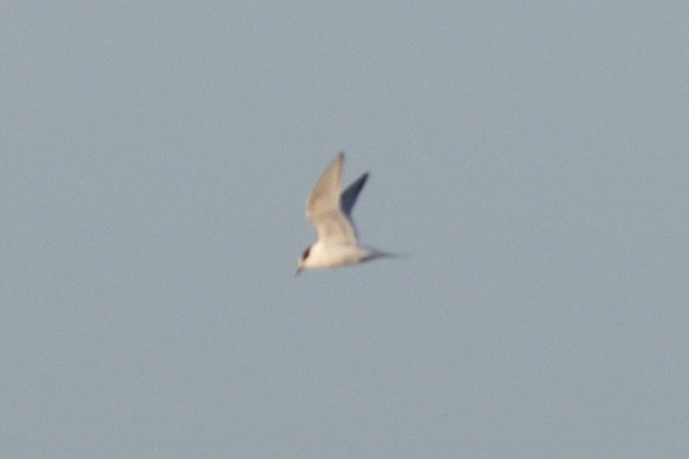 Arctic Tern - ML20940491