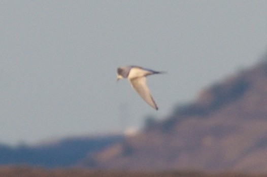 Arctic Tern - ML20940501