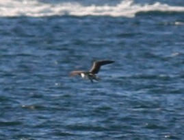 Blue-footed Booby - ML209407451