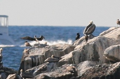 Blue-footed Booby - ML209407591