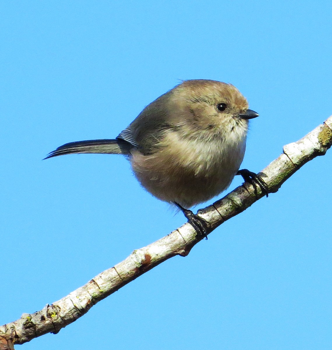 Bushtit - ML209407601