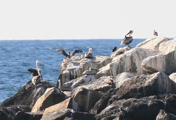 Blue-footed Booby - ML209407641