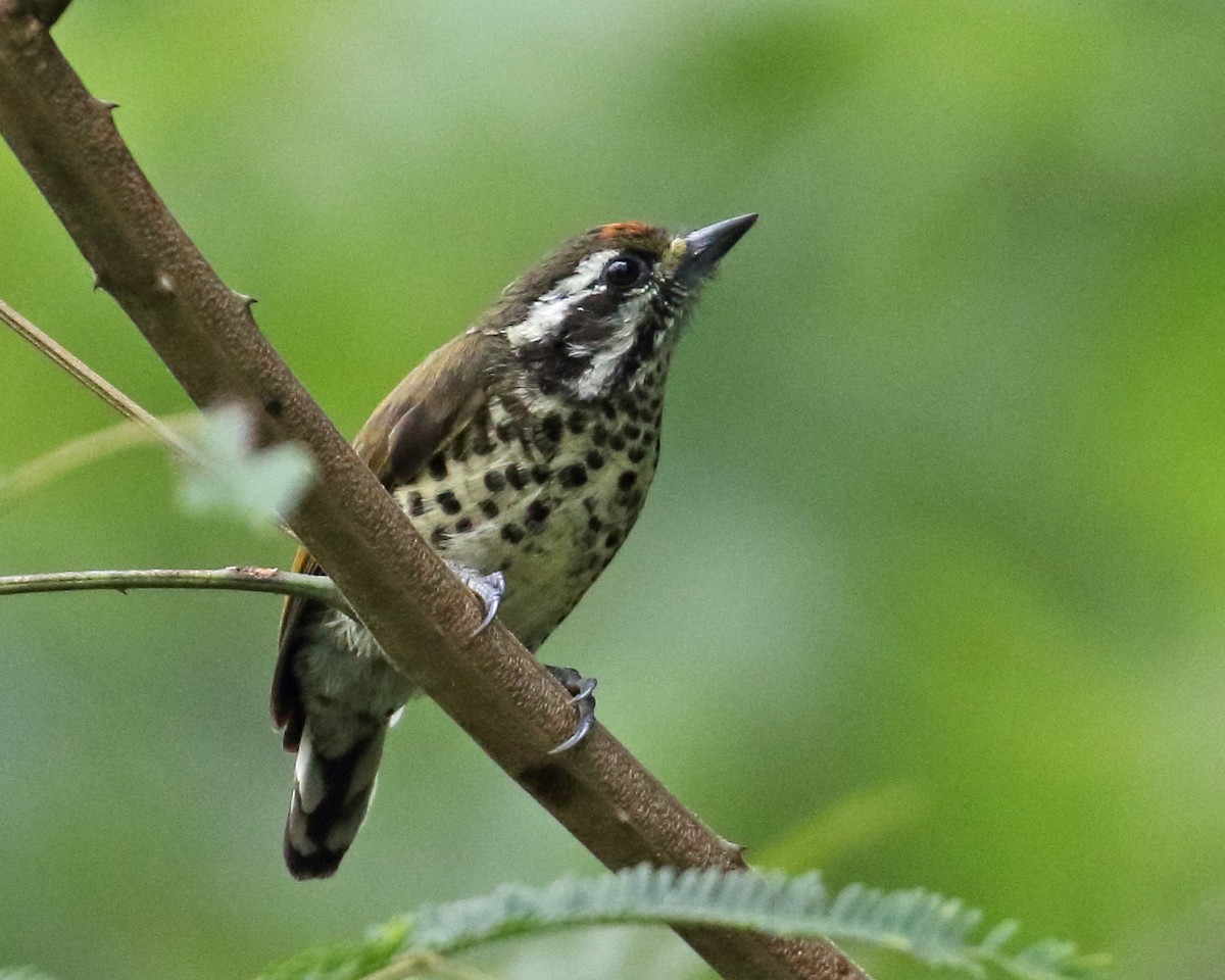 Speckled Piculet - Myles McNally