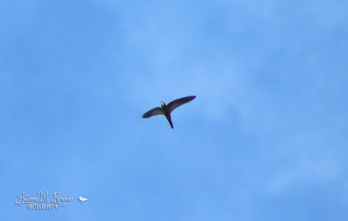 Common Swift - Juliann Rosado