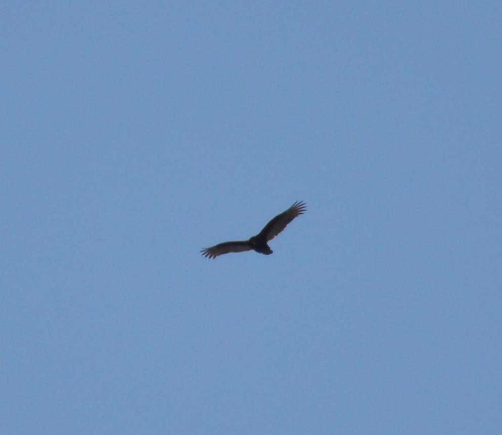 Turkey Vulture - ML209418651