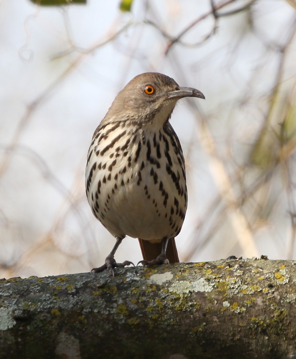 Long-billed Thrasher - ML209419261