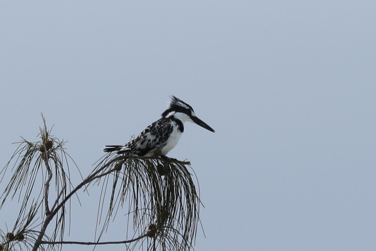 Pied Kingfisher - ML209422161