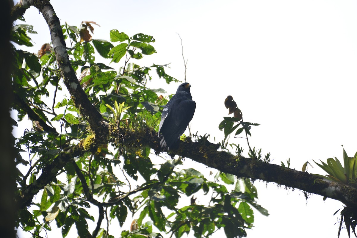 Barred Hawk - ML209422191