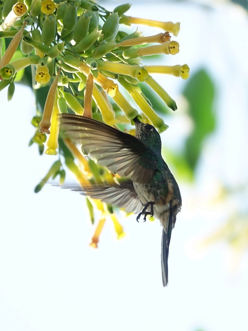 Red-tailed Comet - ML209422311