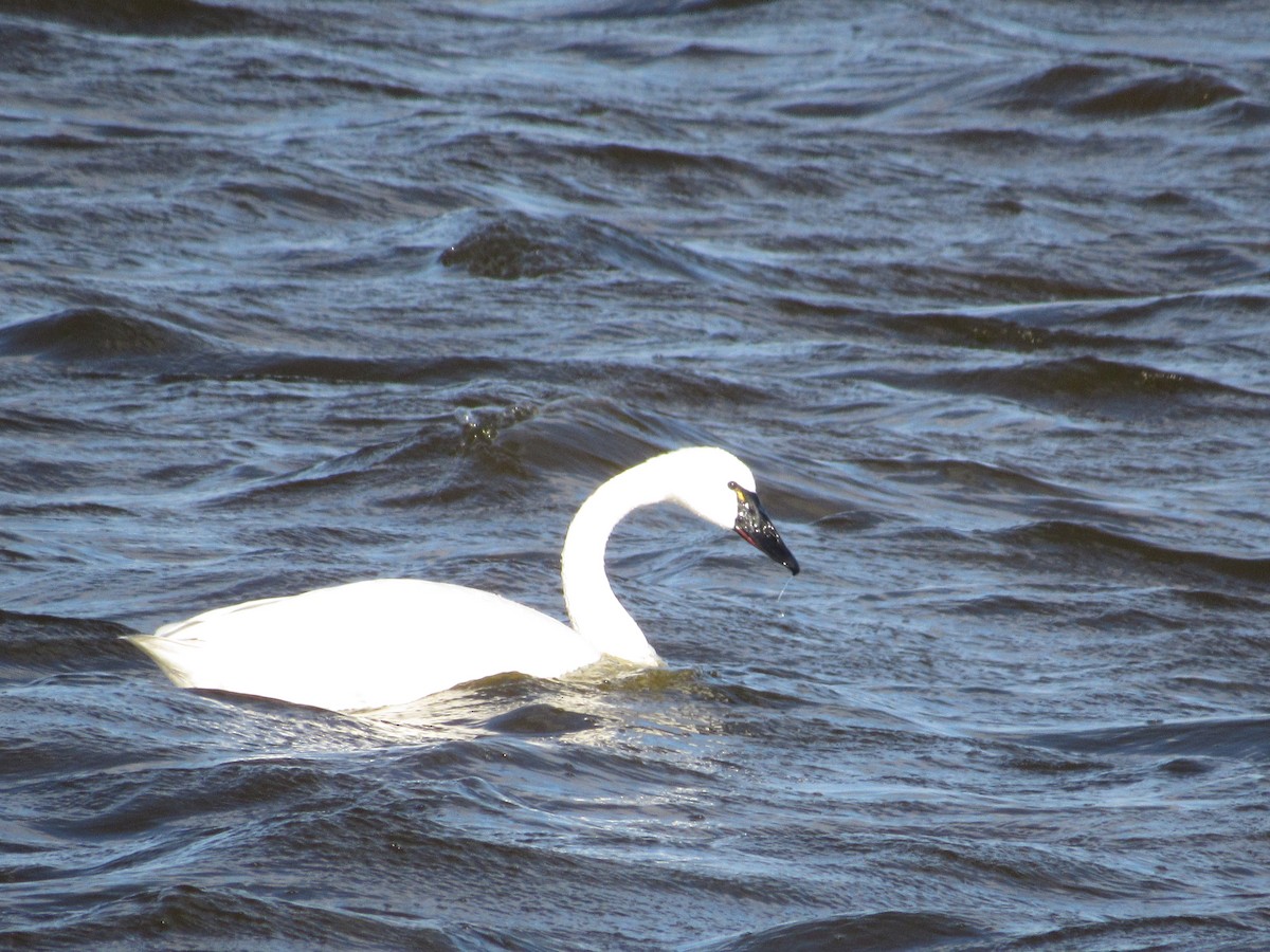 Cygne siffleur - ML209423331