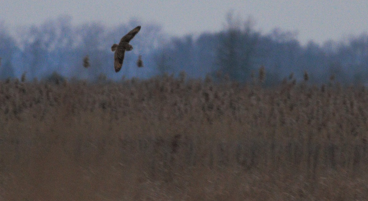 Short-eared Owl - Nathan Monk