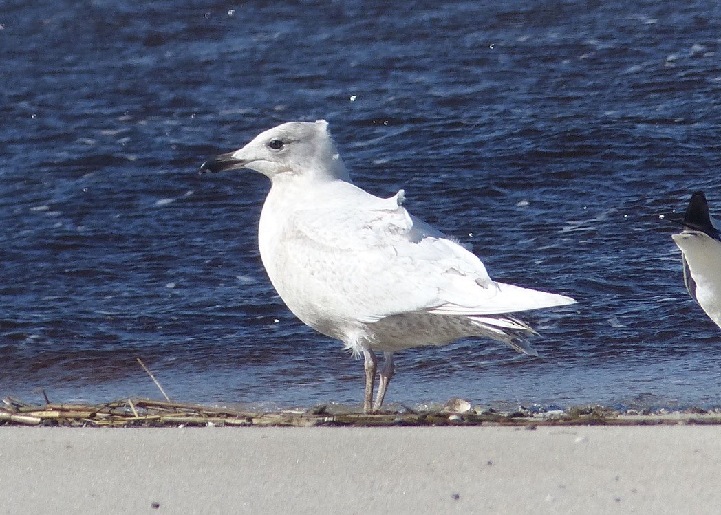 Goéland arctique - ML209424781