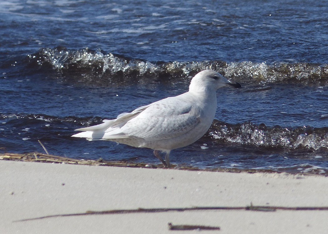 Goéland arctique - ML209424791