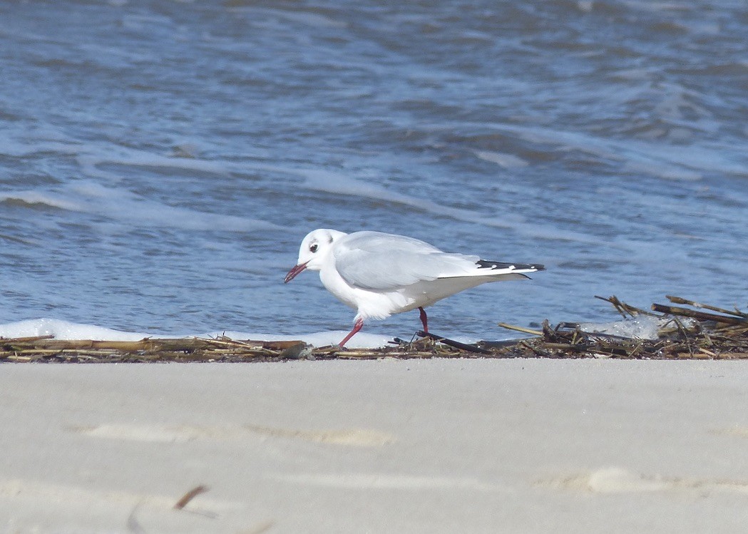 Mouette rieuse - ML209425251