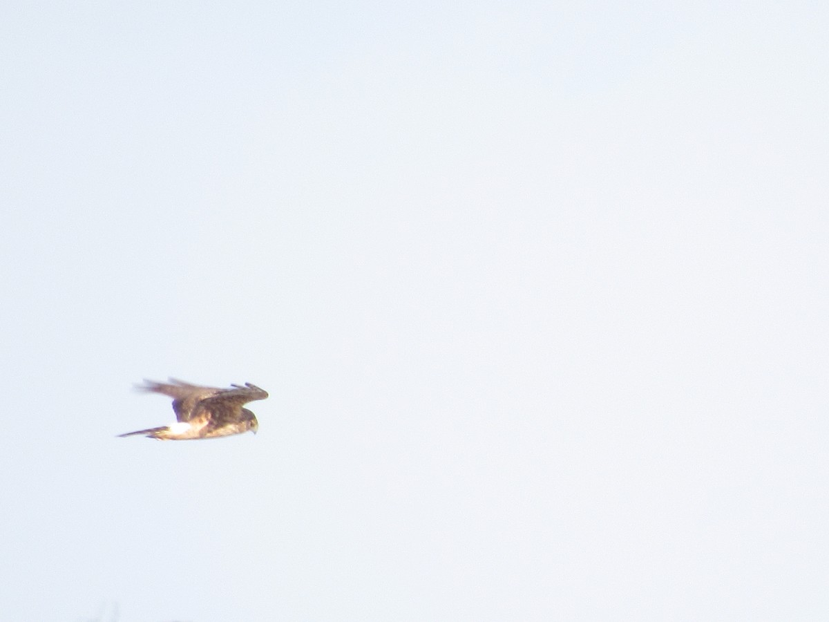 Northern Harrier - ML209426861