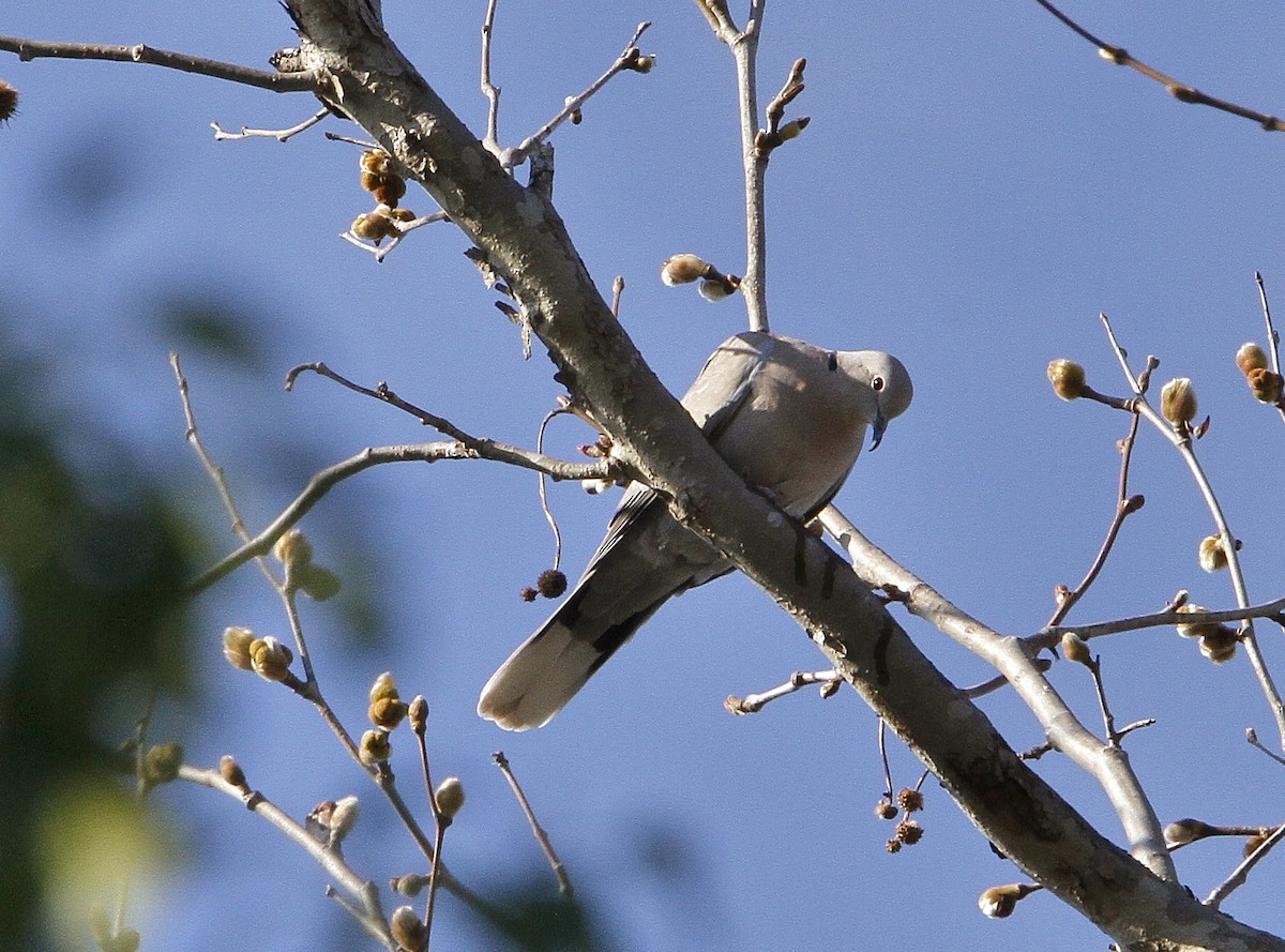 Eurasian Collared-Dove - ML209427131