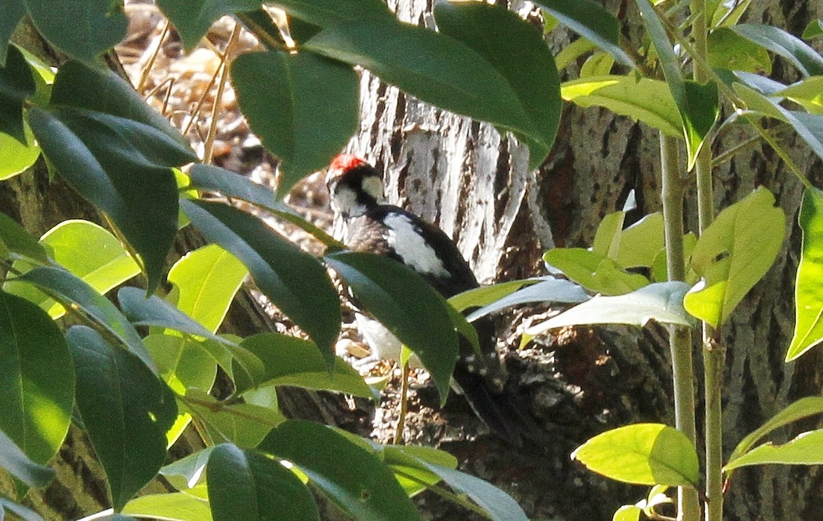 Hairy Woodpecker - ML209428291