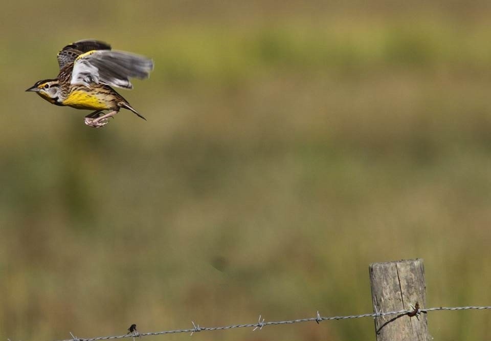 Eastern Meadowlark - ML20942861