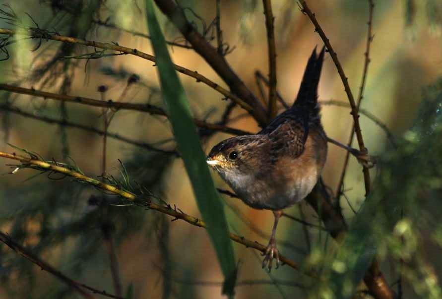 Sedge Wren - ML20942901