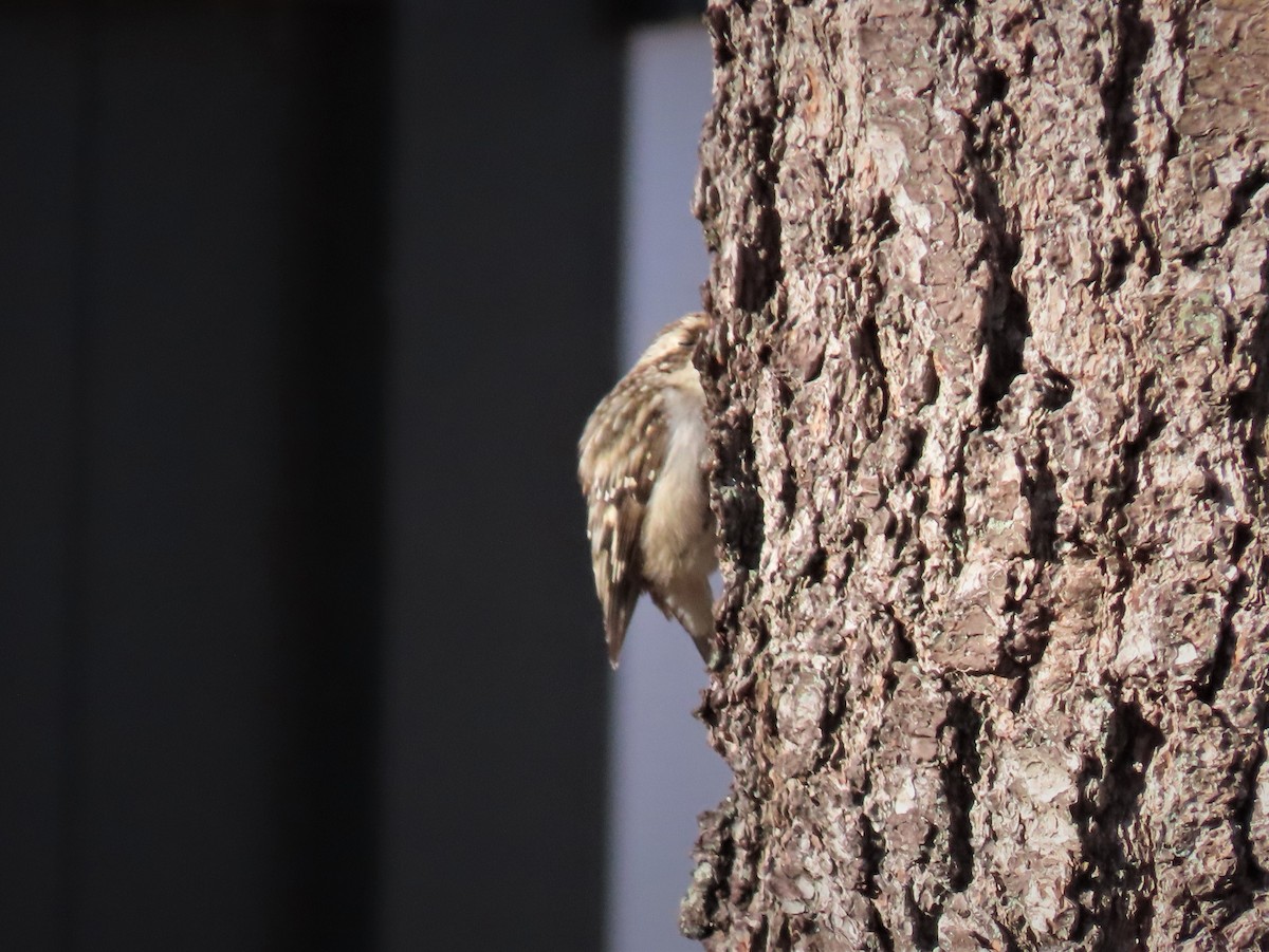 Brown Creeper - ML209429581