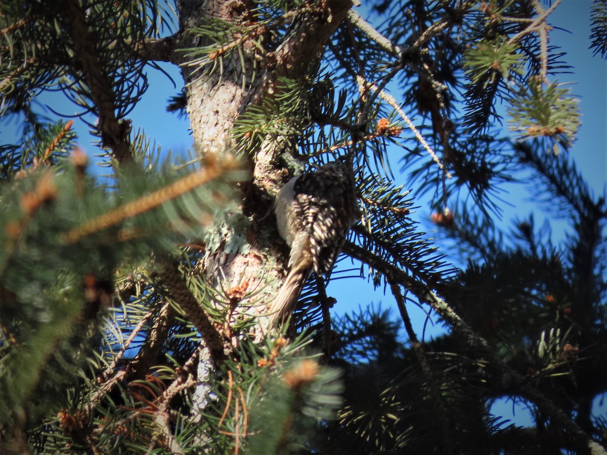 Brown Creeper - ML209429601