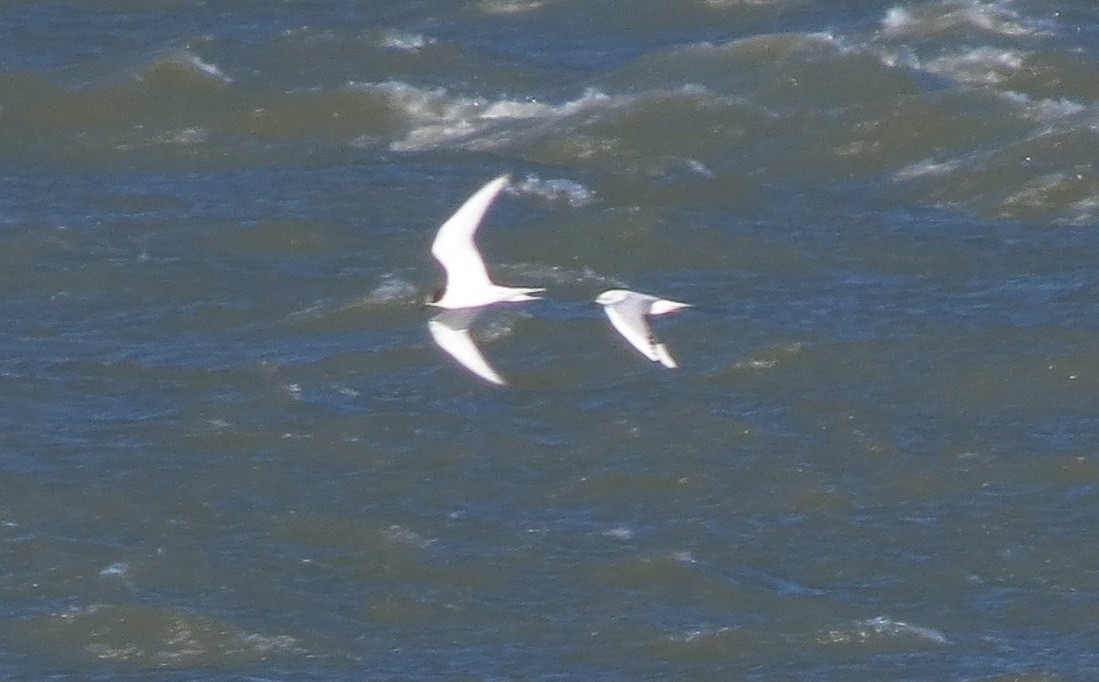 Arctic Tern - ML20942971