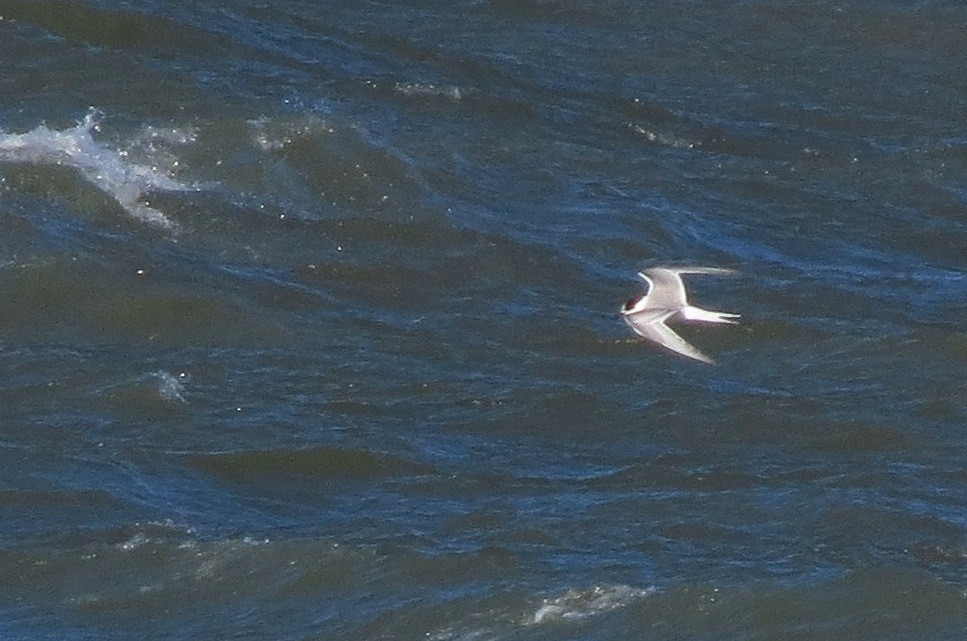 Arctic Tern - ML20942981