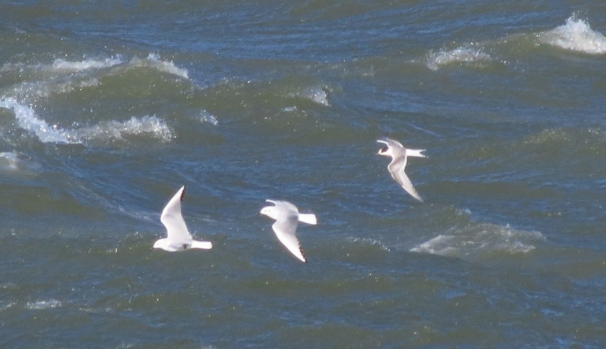 Arctic Tern - ML20942991