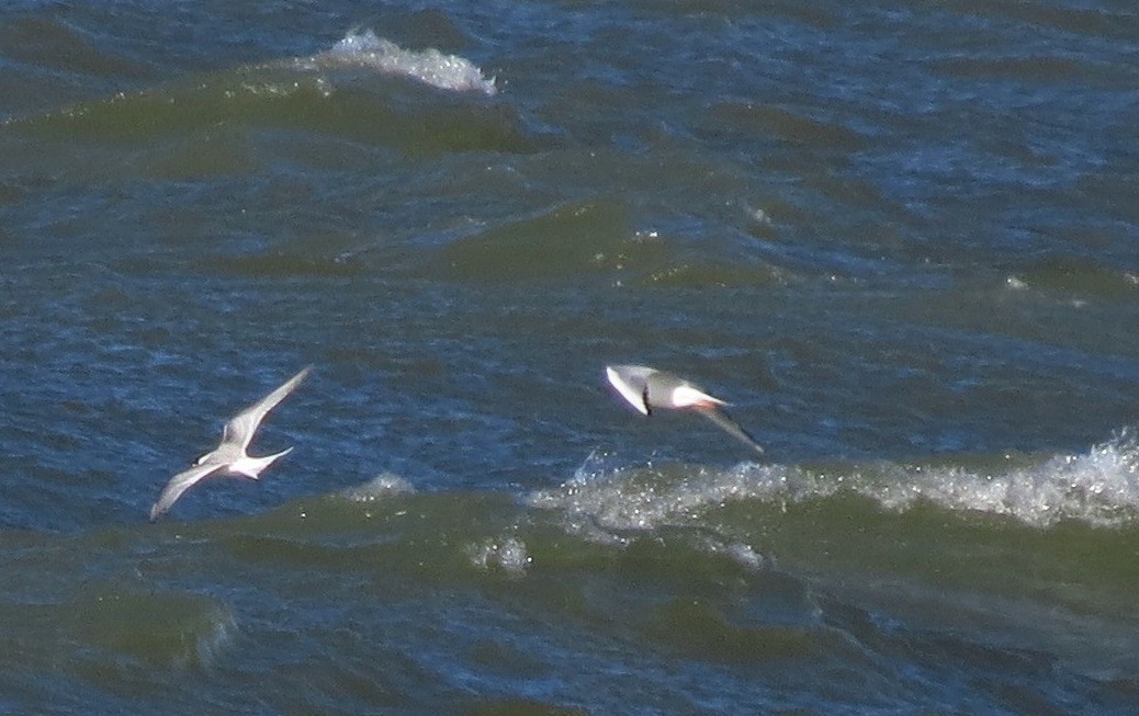 Arctic Tern - ML20943001