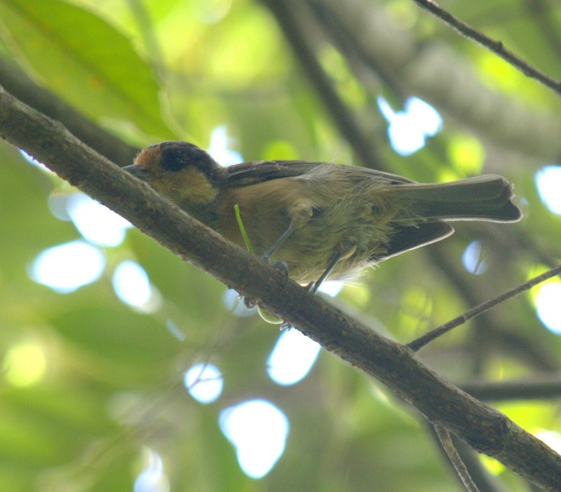 Iriomote Tit - ML209434011